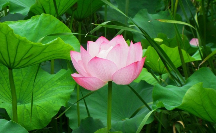 lotusblomma